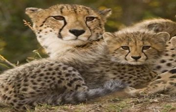 Beautiful 5 Days 4 Nights Lake Nakuru Family Tour Package