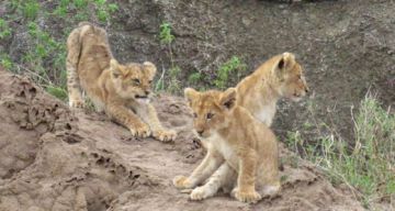 Family Getaway 7 Days Nairobi to Masai Mara Luxury Tour Package