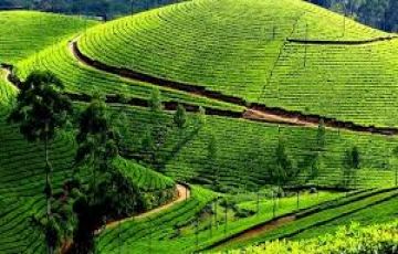Munnar Spa and Wellness Tour Package for 3 Days 2 Nights