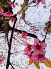 Ecstatic 3 Days Madurai Hill Stations Tour Package