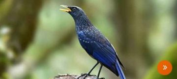 Memorable Pangot Tour Package for 3 Days from Nainital