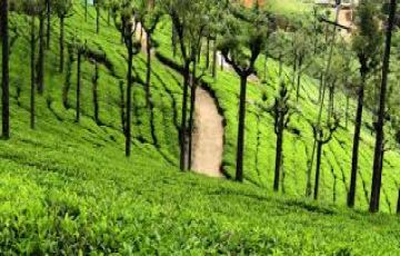 Ecstatic 4 Days Ooty Vacation Package