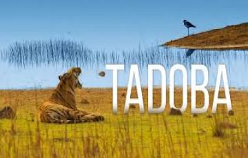 Magical 4 Days 3 Nights Tadoba Tour Package