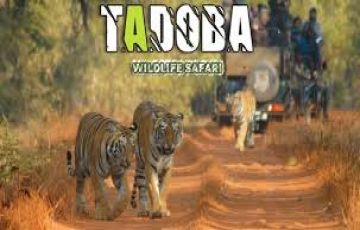 Magical 4 Days 3 Nights Tadoba Tour Package