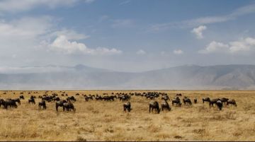 Experience 5 Days Kilimanjaro Tanzania to Serengeti National Park Luxury Holiday Package