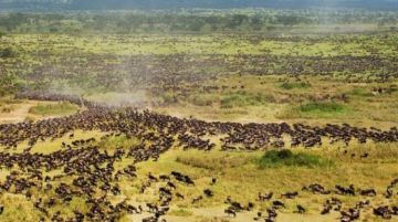 8 Days Nairobi to Kisii Wildlife Trip Package