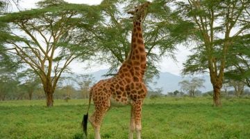 Experience 2 Days Lake Manyara National Park with Ngorongoro Crater Wildlife Trip Package