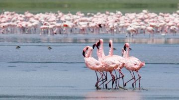 Beautiful 7 Days Ngorongoro to Ngorongoro Crater And Serengeti Plains Wildlife Holiday Package