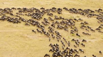 6 Days Arusha Tanzania, Tarangire National Park, Serengeti National Park with Ngorongoro Conservation Area Wildlife Trip Package