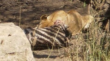 Heart-warming 10 Days Olpopongi Village Wildlife Tour Package