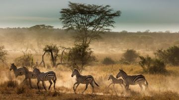 Best 4 Days Ngorongoro Crater to Kilimanjaro Tanzania Wildlife Trip Package