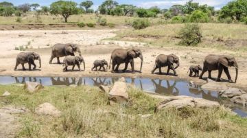 Beautiful 6 Days Serengeti National Park Wildlife Tour Package