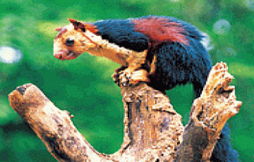 Best 6 Days Cochin, Munnar, Thekkady and Alleppey Holiday Package