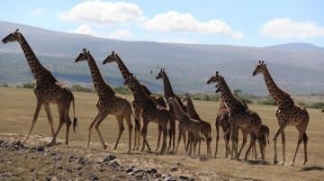 Pleasurable 8 Days 7 Nights Arusha National Park Tanzania Luxury Holiday Package