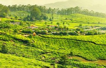 Pleasurable 4 Days Cochin and Munnar Tour Package