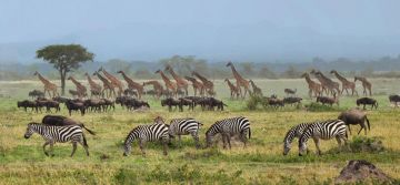 Tanzania Wildebeest Migration Safari