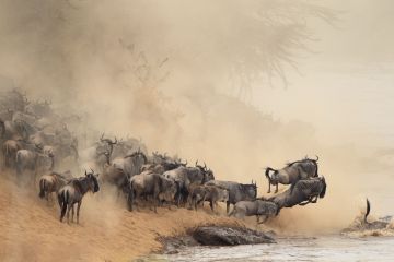 Tanzania Wildebeest Migration Safari