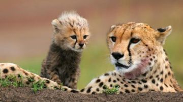 Ecstatic 4 Days Nairobi to Nyeri Wildlife Trip Package