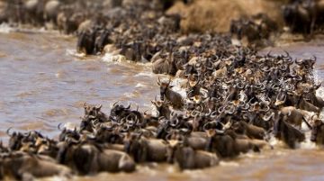 Memorable 7 Days Tarangire National Park to Maasai Mara - Serengeti Tanzania Wildlife Vacation Package