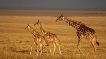 Beautiful 4 Days 3 Nights Nairobi Wildlife Vacation Package