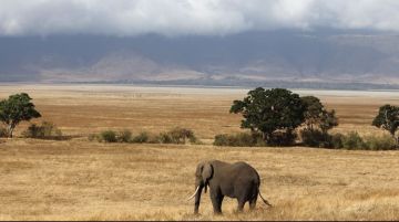 Ecstatic 5 Days 4 Nights Serengeti National Park Wildlife Vacation Package