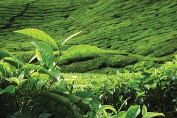 Best 2 Days 1 Night Sikkim and Tripura Trip Package