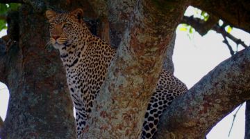 Memorable 4 Days Serengeti National Park Wildlife Vacation Package