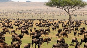 5 Days 4 Nights Tarangire National Park to Arusha Tanzania Wildlife Vacation Package