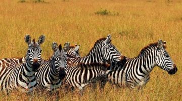 4 Days 3 Nights Arusha Nature Tour Package