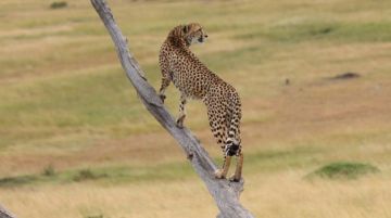 5 Days Arusha Tanzania, Serengeti, Ngorongoro Conservation Area with Tarangire National Park Wildlife Tour Package
