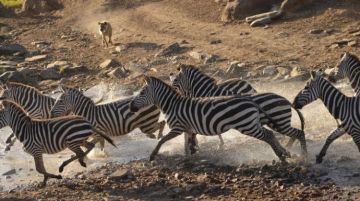 5 Days Arusha Tanzania, Serengeti, Ngorongoro Conservation Area with Tarangire National Park Wildlife Tour Package