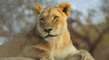 Pleasurable 7 Days Arusha to Serengeti National Park Wildlife Trip Package
