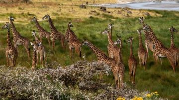 Pleasurable 7 Days Arusha to Serengeti National Park Wildlife Trip Package