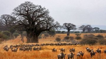 Pleasurable 5 Days 4 Nights Serengeti National Park Family Trip Package