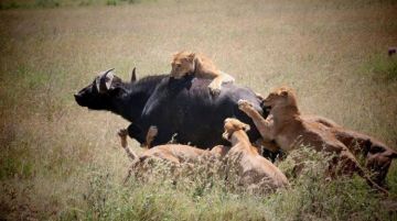 Family Getaway 5 Days Serengeti National Park Friends Trip Package