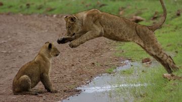 8 Days 7 Nights Tarangire National Park  Game Drive Family Trip Package