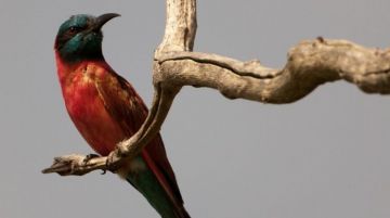 Pleasurable 8 Days Tarangire National Park Game Drive Wildlife Vacation Package