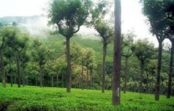 Experience 5 Days Ooty Holiday Package