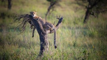 Amazing 5 Days 4 Nights Serengeti National Park north Lobo Trip Package