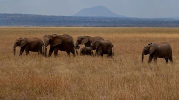 Family Getaway 5 Days Lake Manyara National Park - Arusha to Ngorongoro Crater Luxury Tour Package