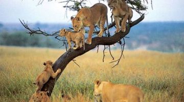 5 Days 4 Nights Ngorongoro Crater Family Tour Package