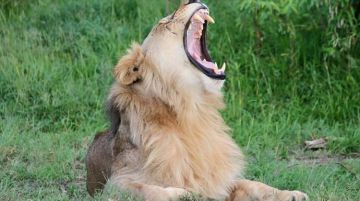 Amazing 5 Days 4 Nights Serengeti National Park Wildlife Trip Package