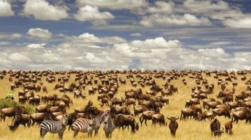Best 4 Days Serengeti National Park Wildlife Trip Package