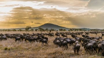 Heart-warming 4 Days Serengeti Plains - Ngorongoro Conservation Area Tour Package