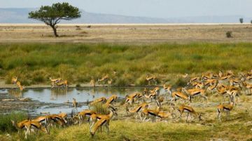 4 Days Arusha to Arusha Tanzania Wildlife Trip Package