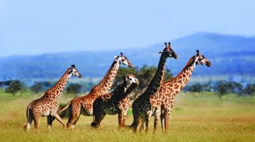 6 Days 5 Nights Ngorongoro Nature Tour Package
