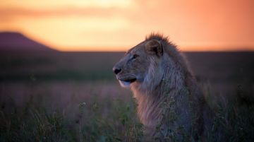 Ecstatic 8 Days Ngorongoro Conservation Area Wildlife Holiday Package