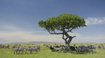 Best 7 Days Arusha Tanzania Vacation Package