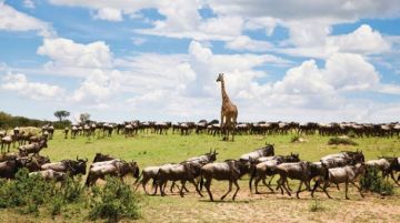 Magical 7 Days Serengeti Friends Vacation Package