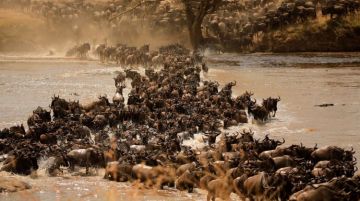 Magical 7 Days Serengeti Friends Vacation Package